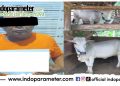 Polsek Metro Timur Ungkap Kasus Pencurian dengan Pemberatan, Sapi yang Hilang Berhasil Ditemukan
