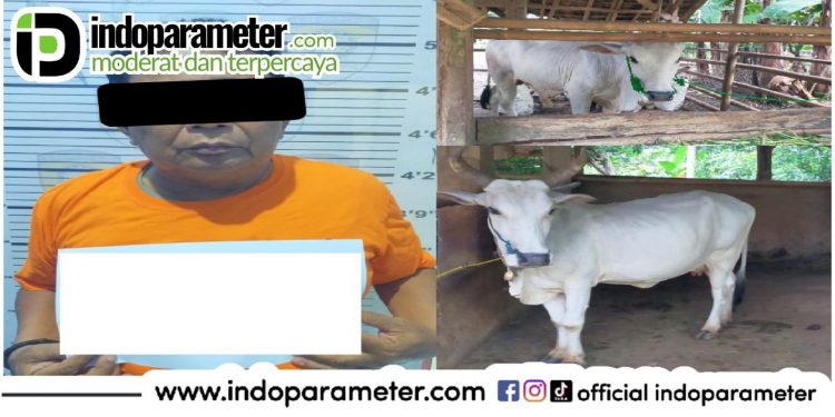 Polsek Metro Timur Ungkap Kasus Pencurian dengan Pemberatan, Sapi yang Hilang Berhasil Ditemukan