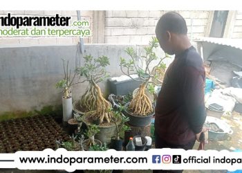 Pusat Peranserta Masyarakat (PPM) Dorong Strategi Pemberdayaan UMKM Tanaman Hias
