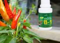 Vitamin B1: Nutrisi Penting untuk Tanaman Sehat, Segar, dan Tumbuh Optimal! 🌱✨