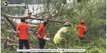 Hujan Lebat Disertai Angin Kencang Tumbangkan Pohon Besar di Jalan Sisingamangaraja Bandar Lampung
