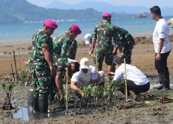 Menjaga Kelestarian Mangrove : Danbrigif 4 Mar/BS Bersama Golden Tulip Tanam 5.000 Bibit Mangrove di Pantai Piabung